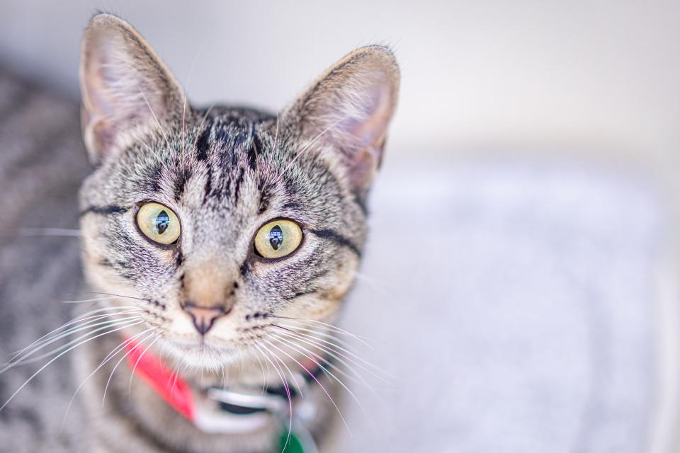 Cat at Animal Humane Society