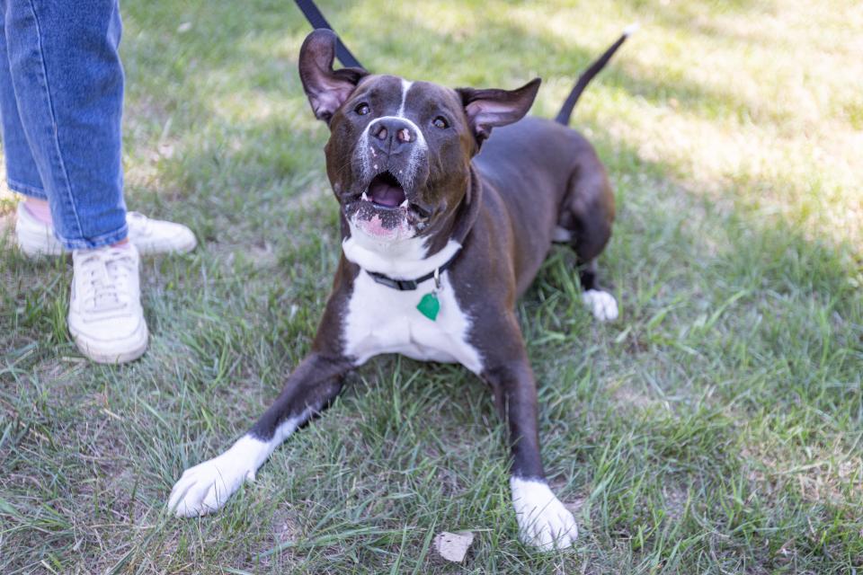 Dog barking