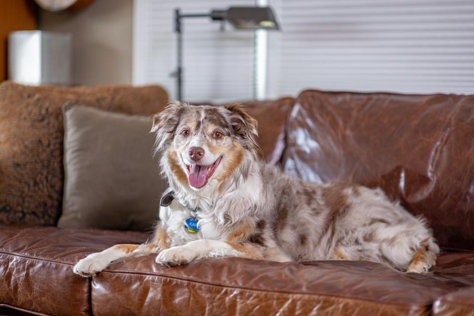 dog laying on a couch
