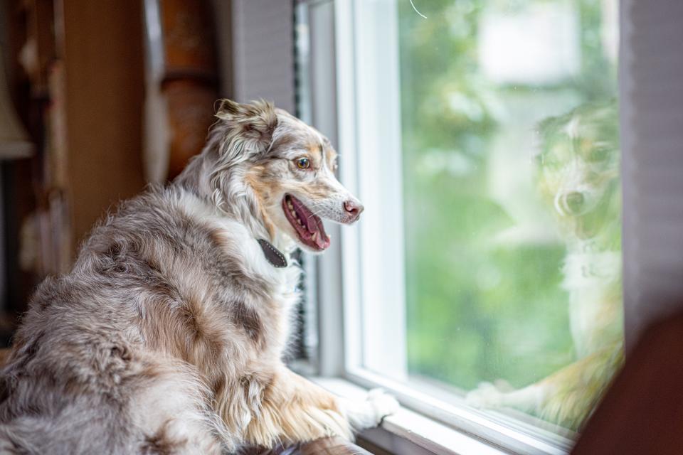 A dog stares out the window