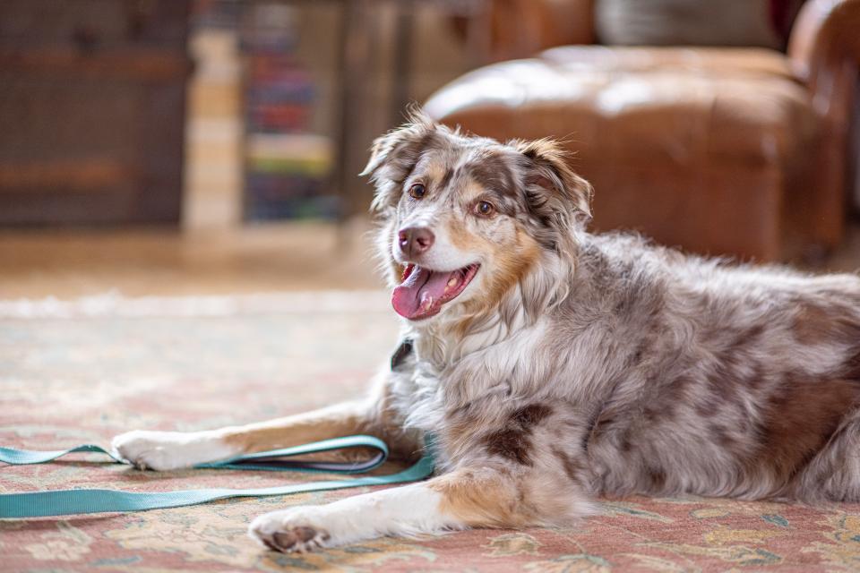 Dog laying on floor looks up smiling