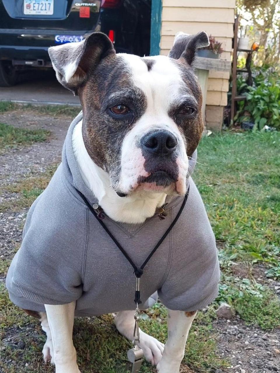 A white and brown bulldog wears a hoodie sweatshirt