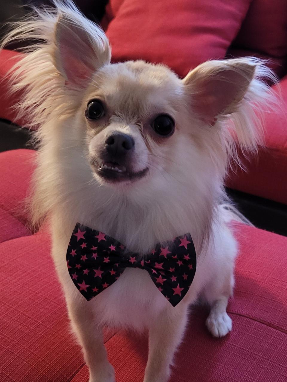 A long-haired chihuahua wearing a bowtie