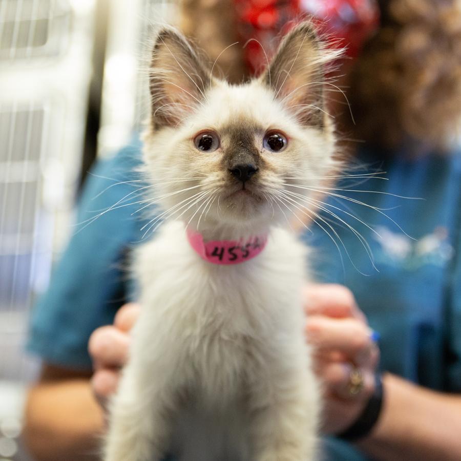 Cat rescued in AHS Humane Investigations Case