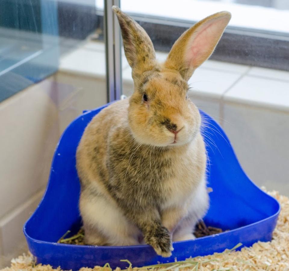 Brown Rabbit in cage