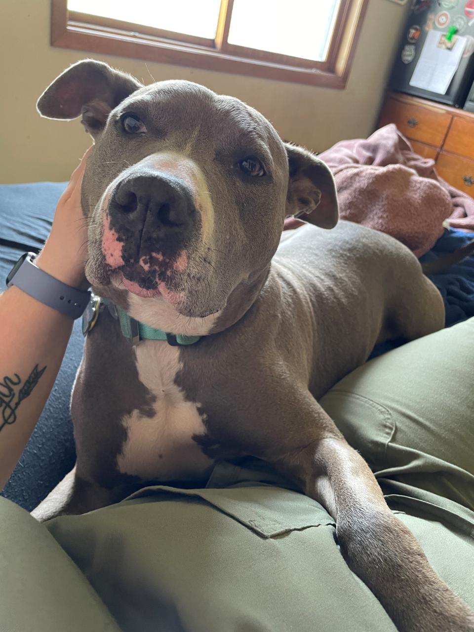 A pit bull smiles lovingly at the camera