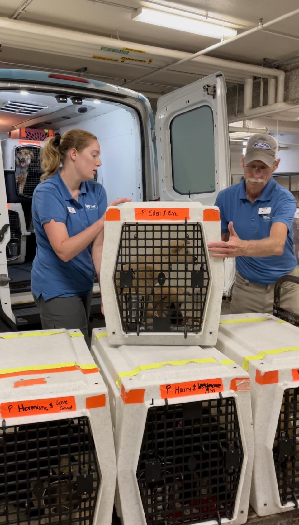 AHS Transport staff unloading dogs from van
