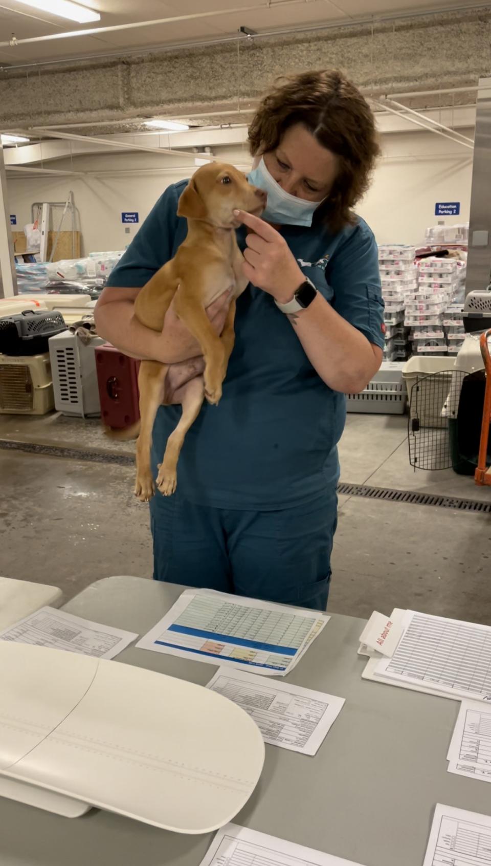 Puppy during post-transport exam