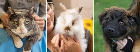 A cat, rabbit, and dog from AHS