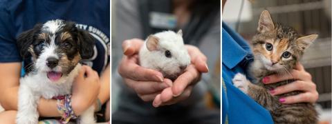 A dog, cat, and critter from Animal Humane Society