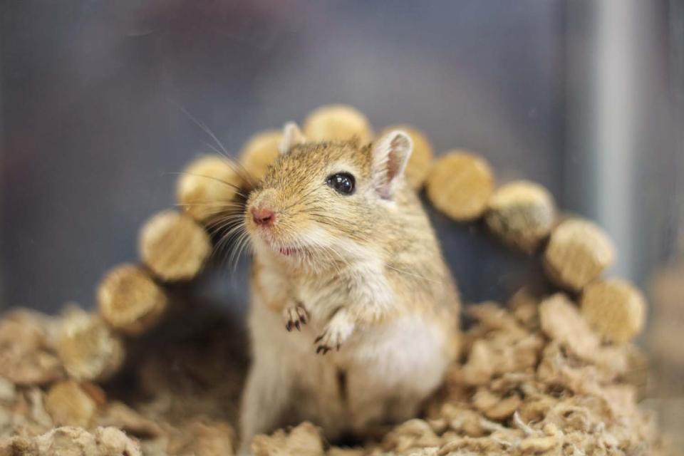 Gerbil