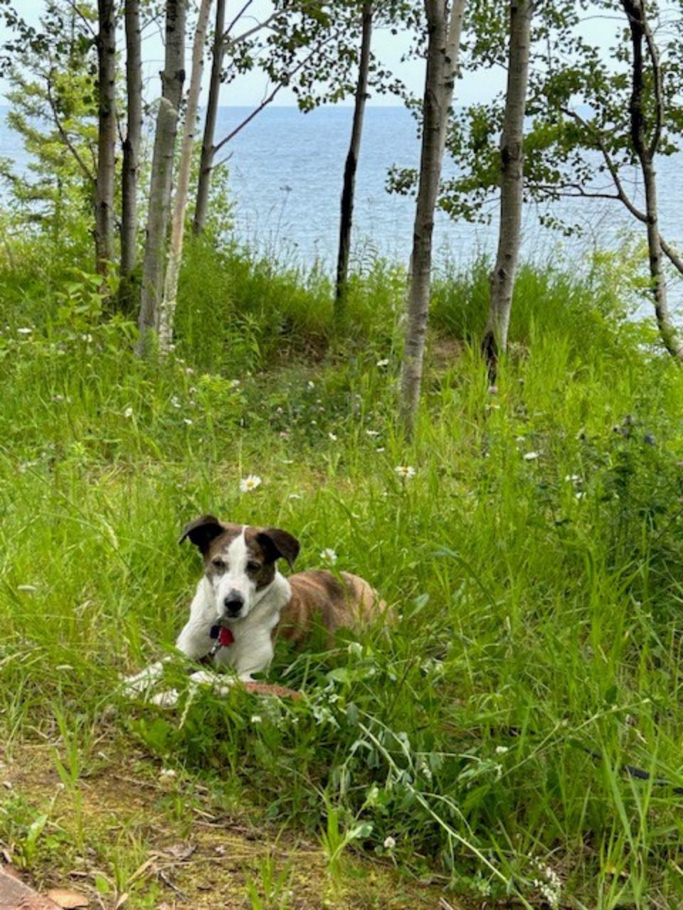A dog lays in the grass