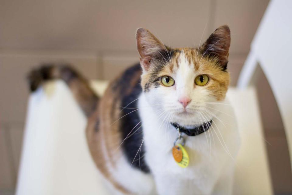 Cat wearing collar and tags