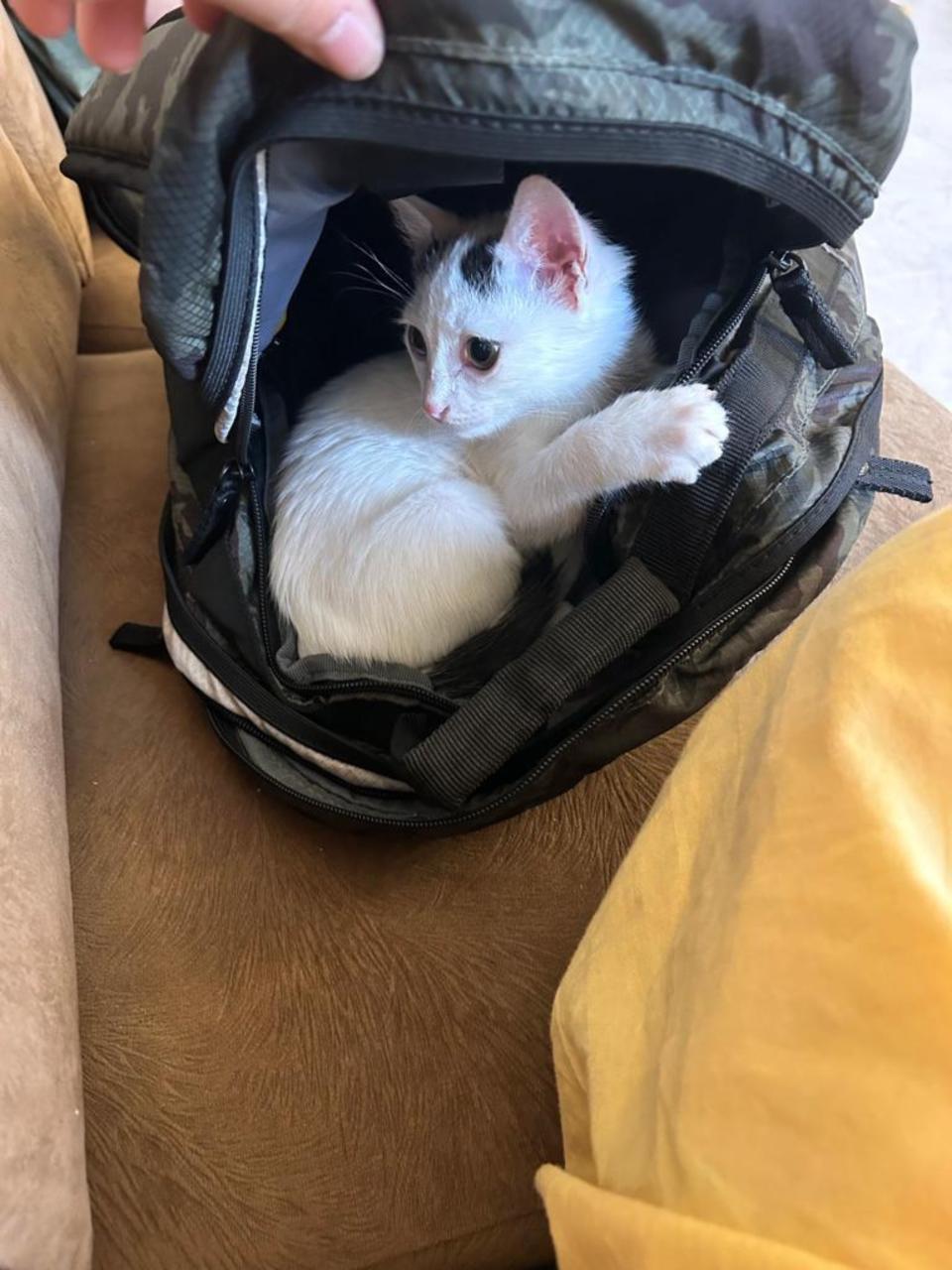 A small white kitten inside of a backpack
