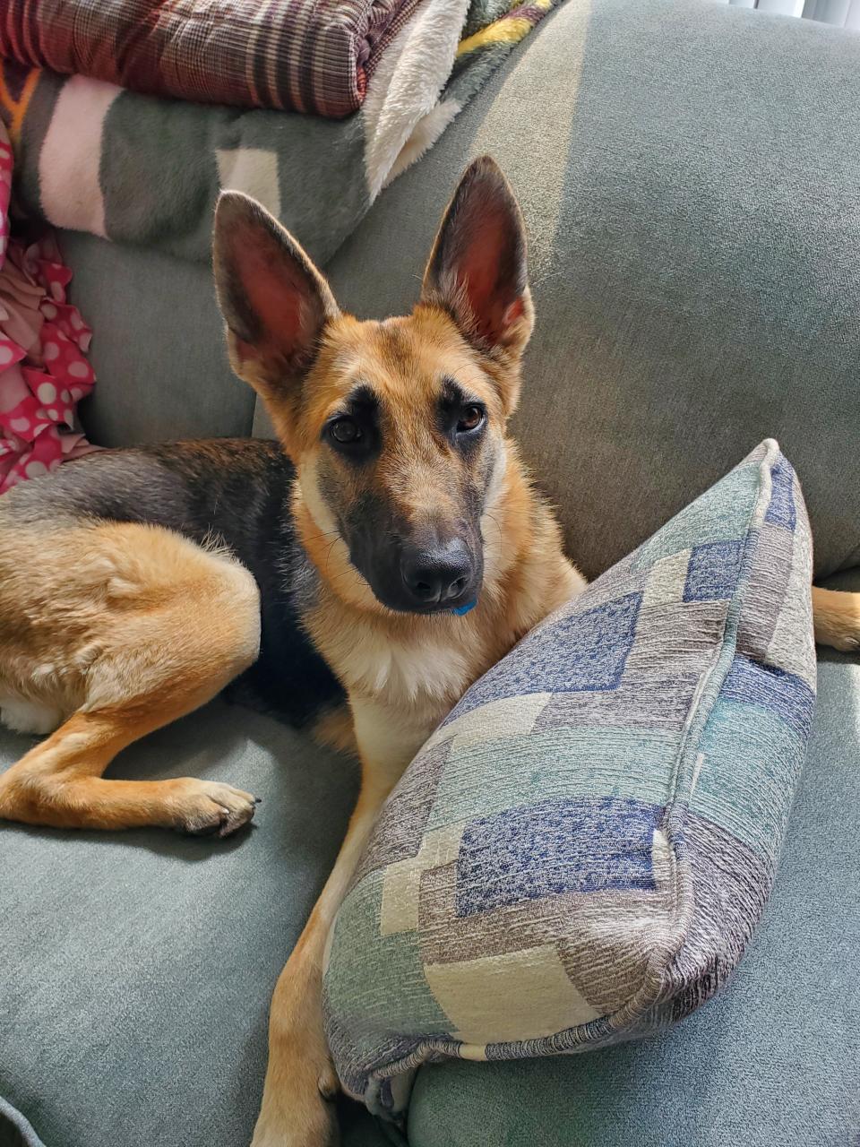foster dog in home