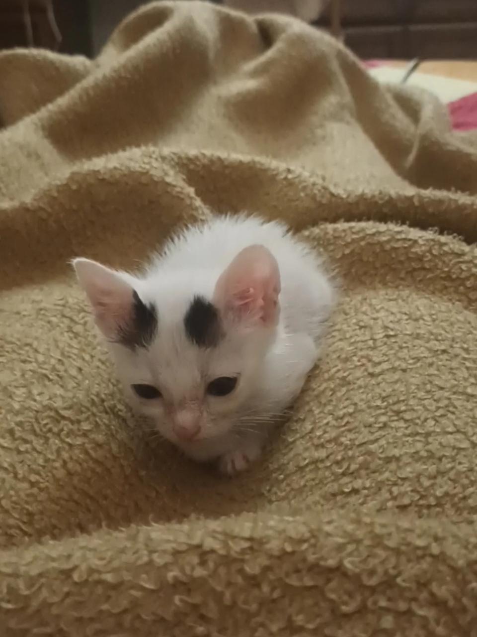 A small white kitten with two black spots on it's head lays in someone's lap
