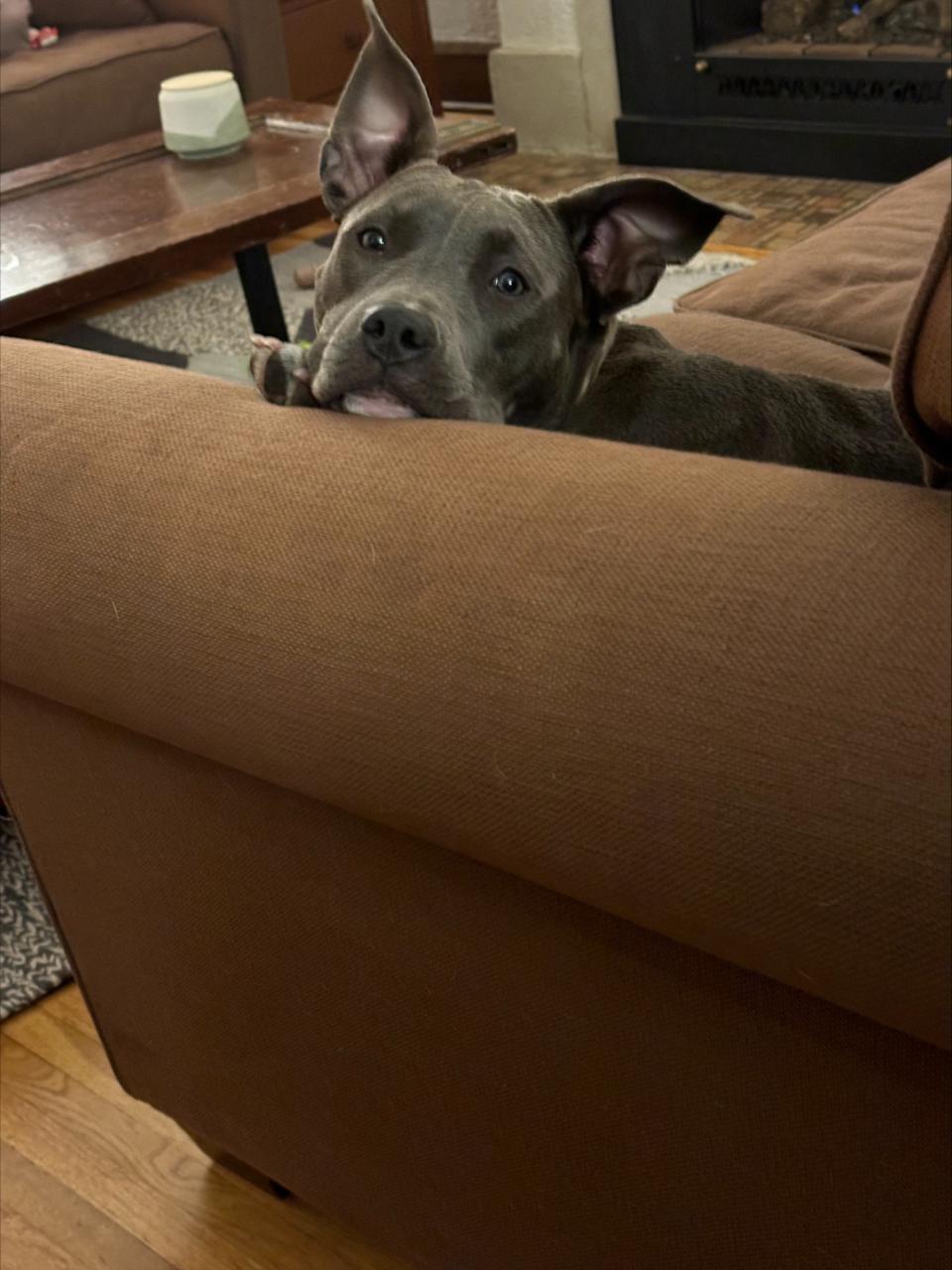 a pit bull lays its head on the arm of the couch