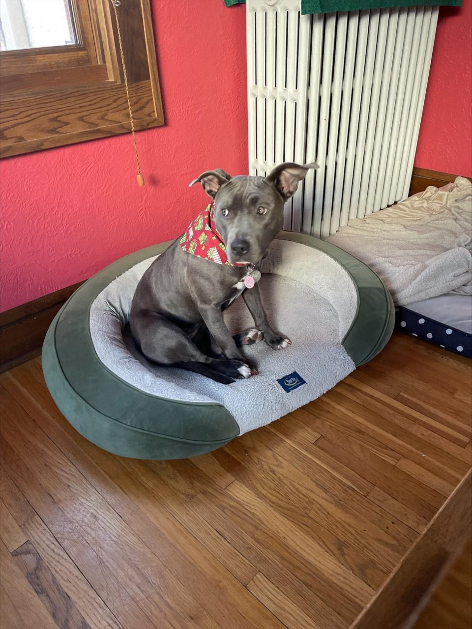 A pitbull wearing a bandana sits on a dog bed