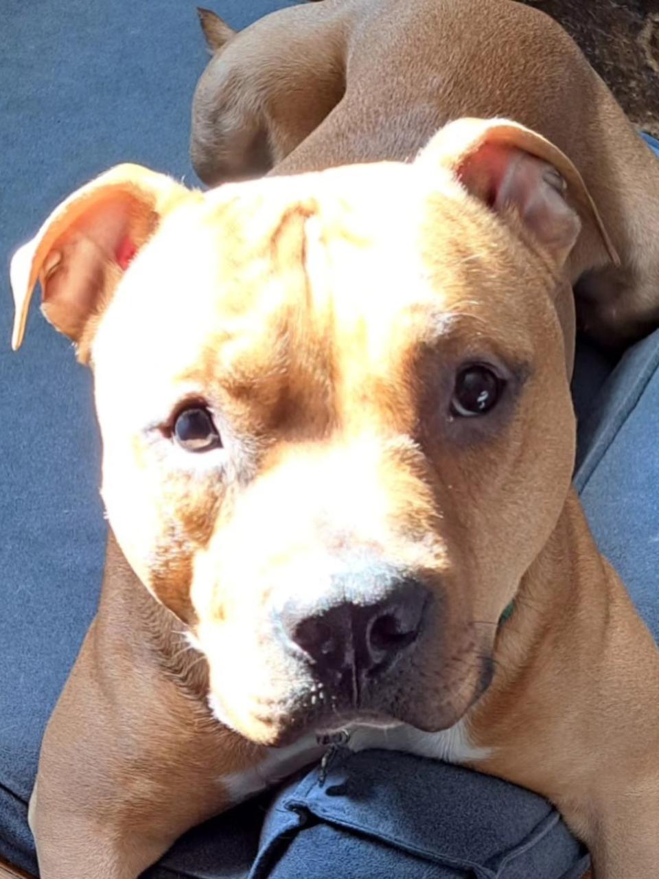 A pit bull looks at the camera