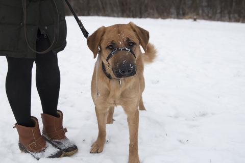 Dog in the snow