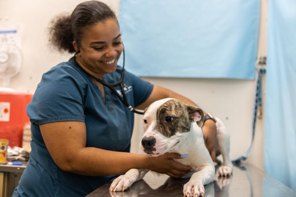 Vet services staff working with a dog