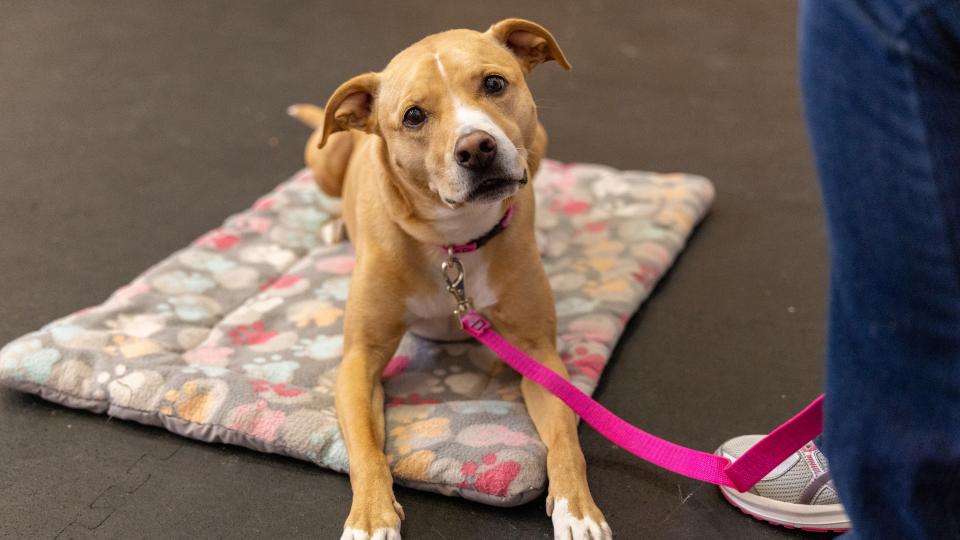 dog in training on a mat