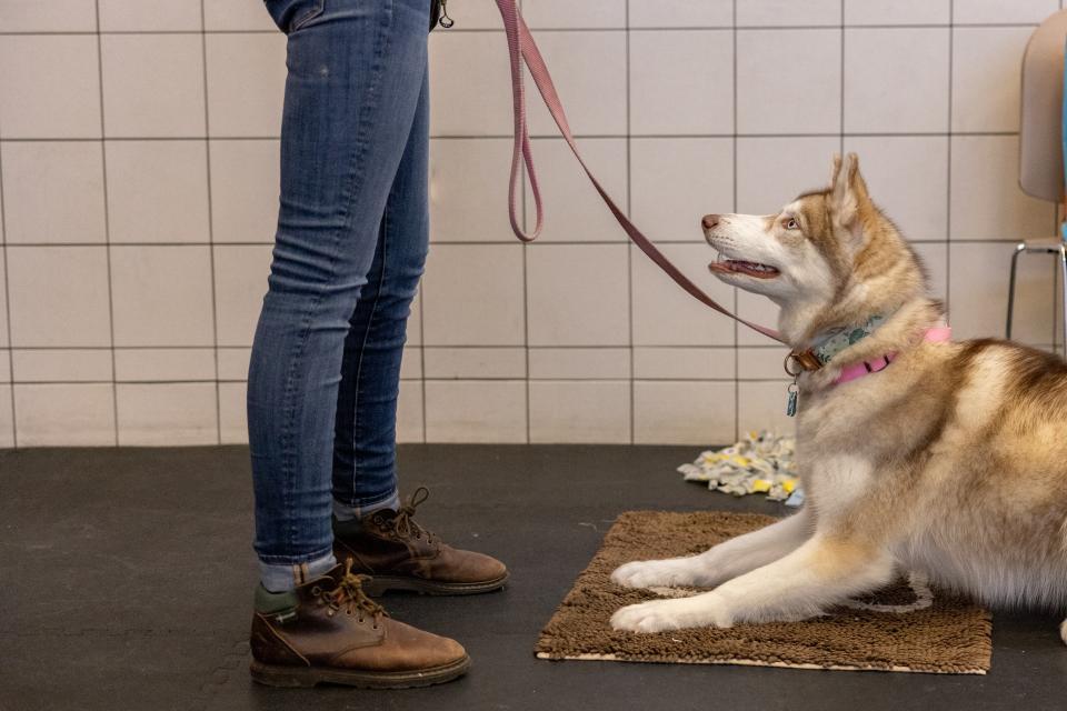 dog private training session