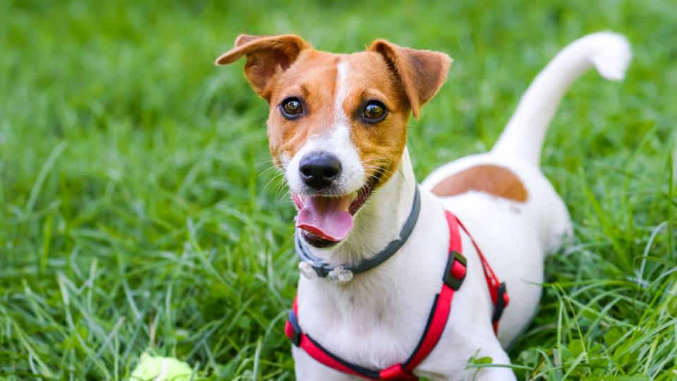 Panting dog laying in grass