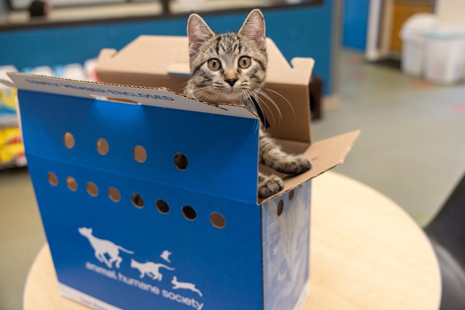 A cat in an adoption box from AHS