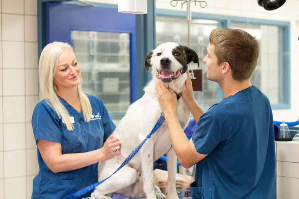 Vet staff cares for a dog