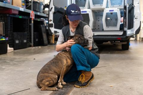 AHS staff member comforts dog seized in investigation