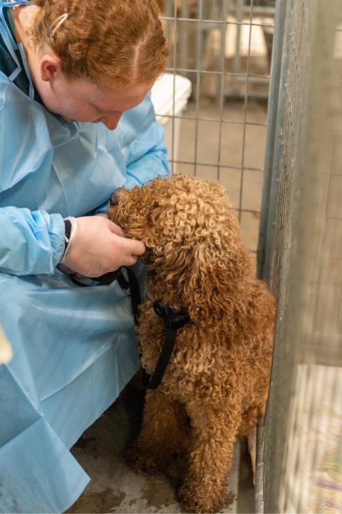 AHS staff with Anoka County HI case dog