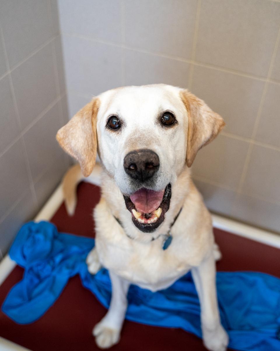 Senior yellow lab at AHS.