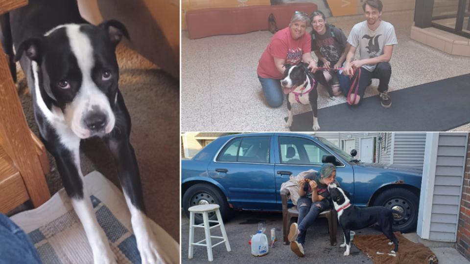 Allie, a black and white Pit Bull mix, is pictured enjoying life after AHS with her new family.