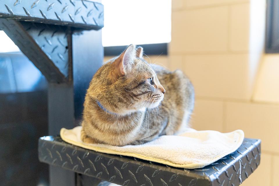 cat looking out the window