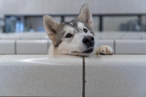 A husky peeks over the wall of the shelter
