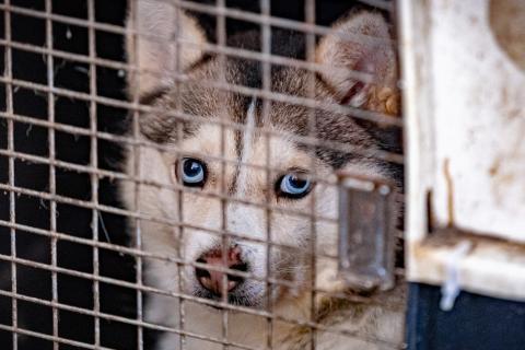 A dog rescued from overcrowded, unsanitary conditions looks out from a kennel.