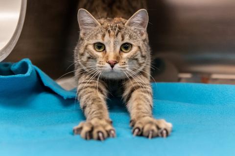 Bella, tabby kitty at Animal Humane Society