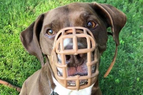 Bert, brown dog wearing a muzzle