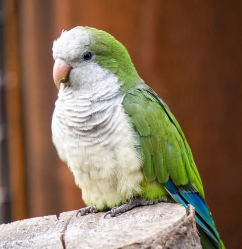 Quaker Parakeet