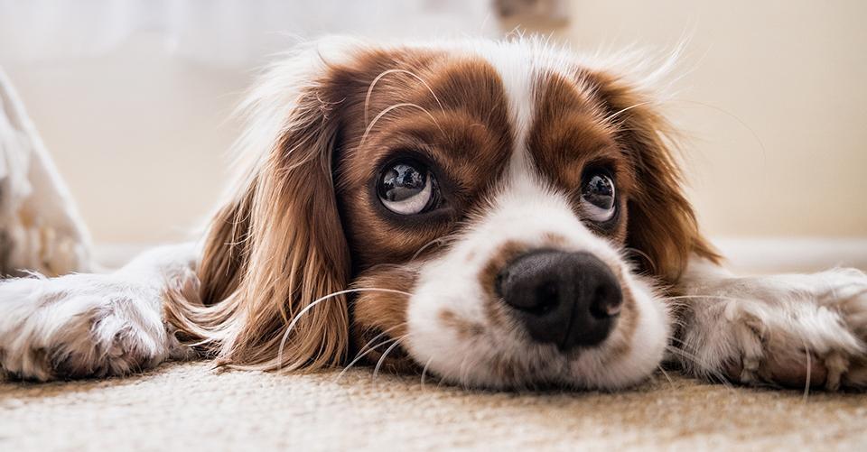Bored dog