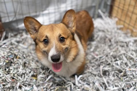 A dog surrendered to AHS by a breeder 