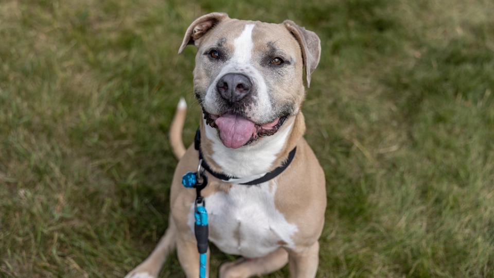 A tan and white dog, sits outside on the grass