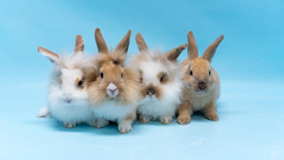 Four fluffy rabbits pose in front of a blue background