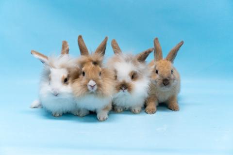 Four fluffy rabbits pose in front of a blue background