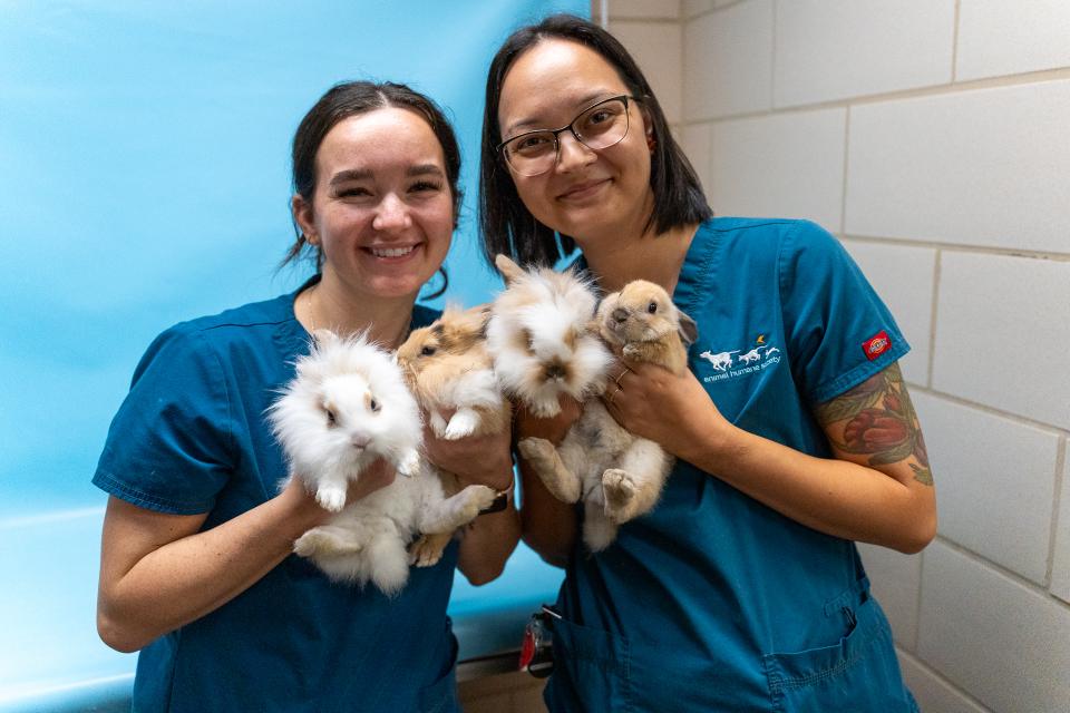 Two vet techs at Animal Humane Society hold four rabbits