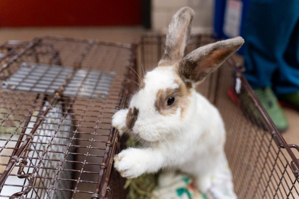 A white and brown rabbit climbing out of a cage