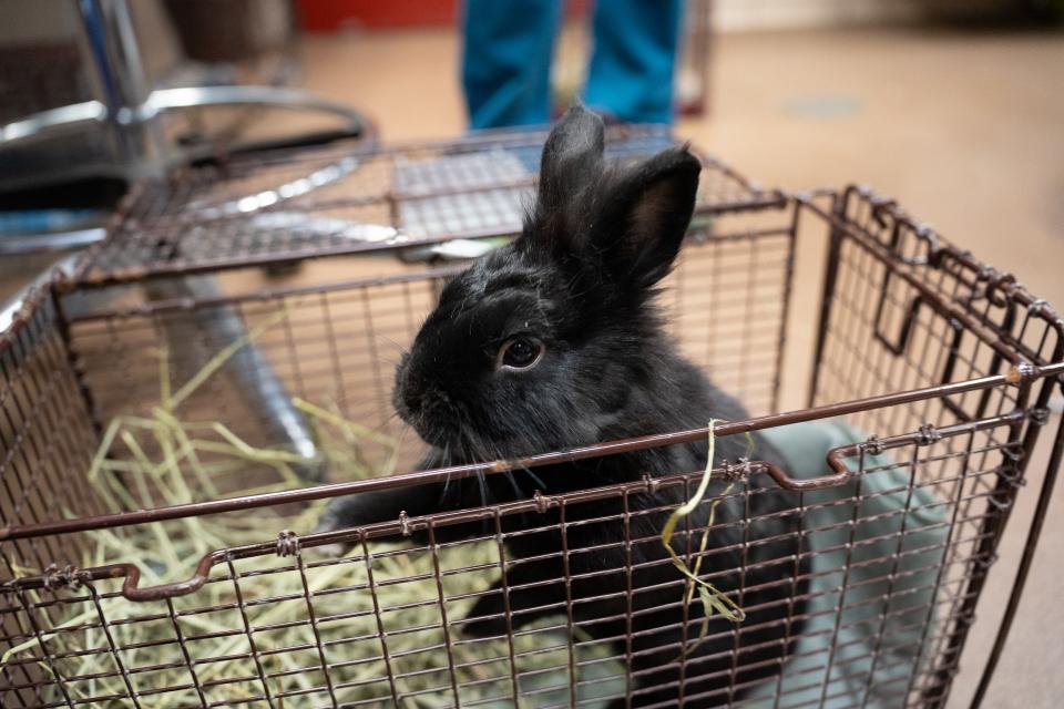 A black rabbit standing in a cage