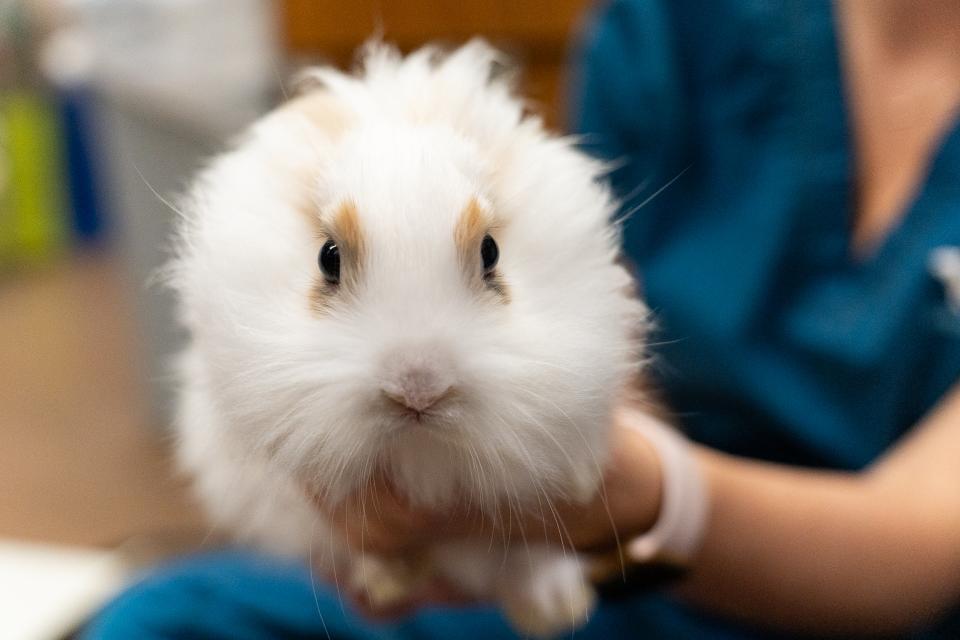 A fluffy white rabbit looks at camera