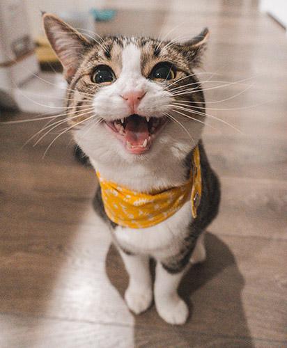 Cat in bandana
